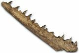 Fossil Mosasaur Jaw From Laayoune, Morocco - New Location #353161-1
